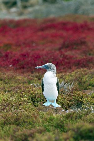 North Seymour, Galapagos Islands 097.jpg